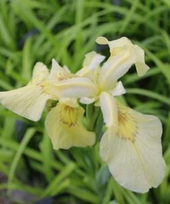 Roots Plants Iris Pseudacorus 'Alba' Irises