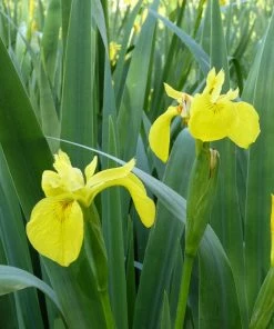 Roots Plants Irises Iris Pseudacorus 12 Roots Plants Irises Iris Pseudacorus
