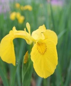 Roots Plants Irises Iris Pseudacorus 13 Roots Plants Irises Iris Pseudacorus