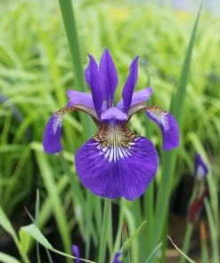 Roots Plants Iris Sibirica
