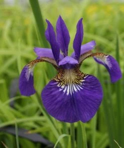 Roots Plants Iris Sibirica