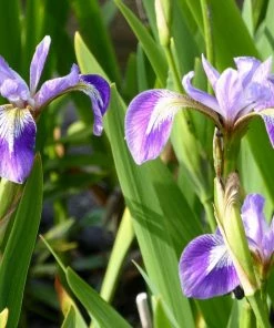 Roots Plants Irises Iris Versicolor