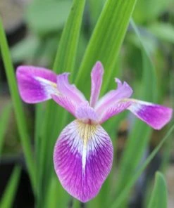 Roots Plants Iris Versicolor 'Kermesina' Irises