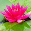 Roots Plants James Brydon Water Lily | Nymphaea