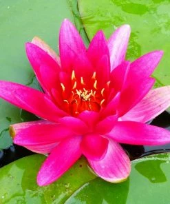 Roots Plants James Brydon Water Lily | Nymphaea