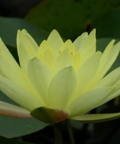 Roots Plants Joey Tomocik Water Lily | Nymphaea