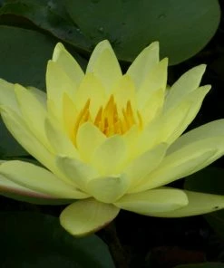 Roots Plants Joey Tomocik Water Lily | Nymphaea