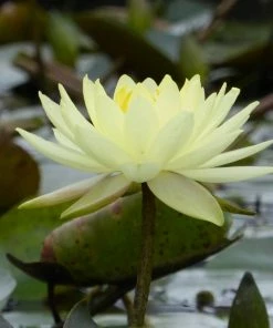 Roots Plants Joey Tomocik Water Lily | Nymphaea