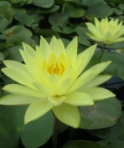 Roots Plants Joey Tomocik Water Lily | Nymphaea