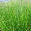 Roots Plants Grasses Soft Rush | Juncus Effusus 2 Roots Plants Grasses Soft Rush | Juncus Effusus