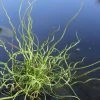 Roots Plants Grasses Corkscrew Rush | Juncus Effusus Spiralis