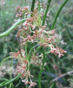 Roots Plants Grasses Corkscrew Rush | Juncus Effusus Spiralis