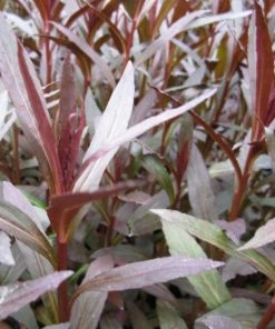 Roots Plants All Pond Plants Lobelia Fulgens 'Queen Victoria'
