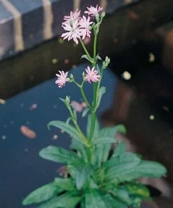 Roots Plants Ragged Robin