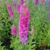 Roots Plants All Pond Plants Loosestrife | Lythrum Salicaria Robert 2 Roots Plants All Pond Plants Loosestrife | Lythrum Salicaria Robert