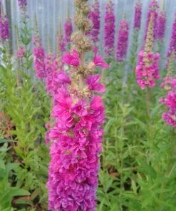 Roots Plants All Pond Plants Loosestrife | Lythrum Salicaria Robert