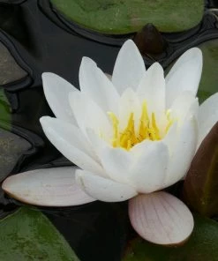 Roots Plants Large Water Lily | Nymphaea Marliacea Carnea 10 Roots Plants Large Water Lily | Nymphaea Marliacea Carnea