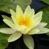 Roots Plants Yellow Water Lily | Nymphaea Marliacea Chromatella 2 Roots Plants Yellow Water Lily | Nymphaea Marliacea Chromatella
