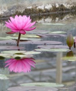 Roots Plants Large Double Petal Water Lily | Nymphaea Mayla