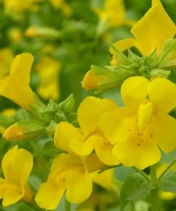 Roots Plants All Pond Plants Mimulus Guttatus | Yellow Monkey Flower