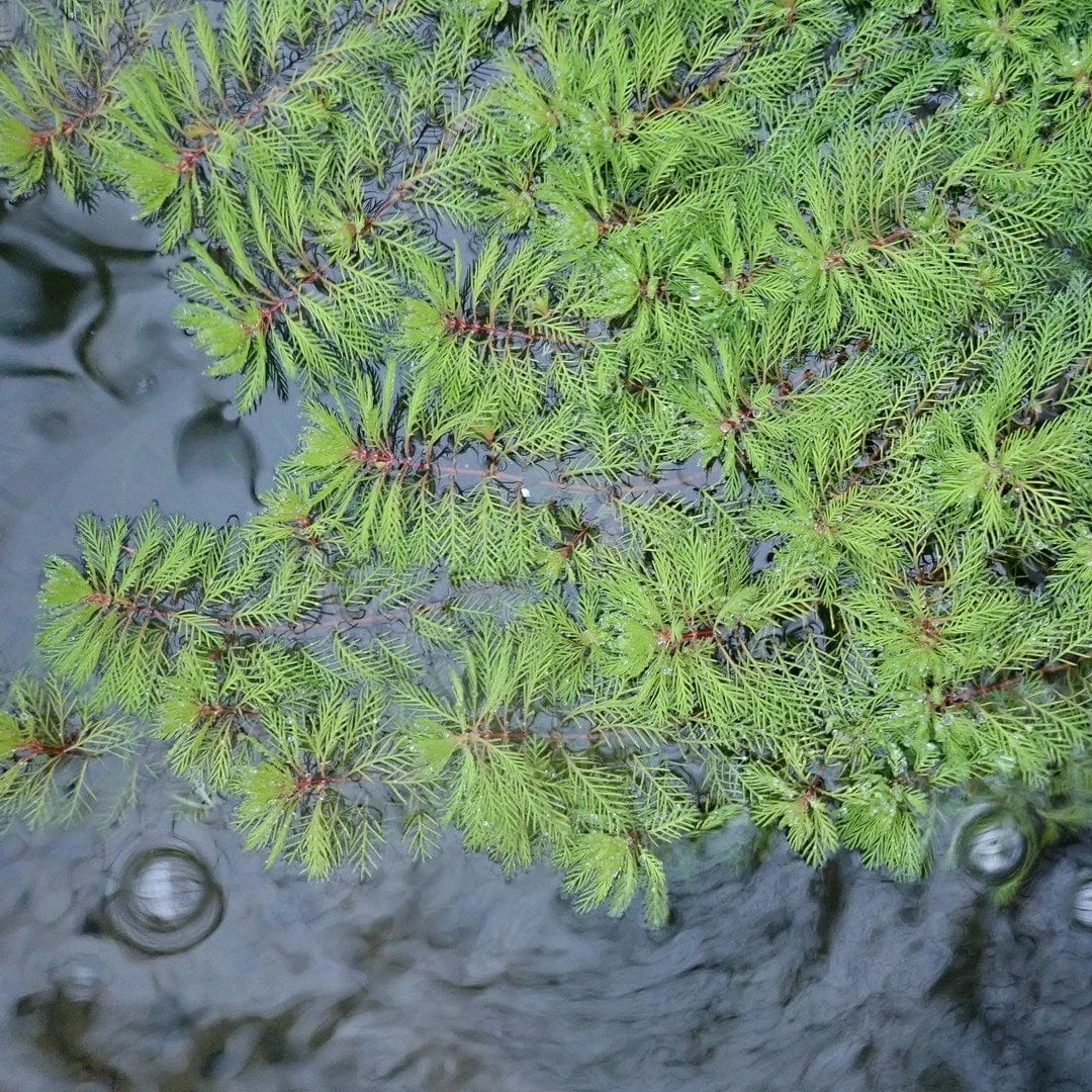 Roots Plants Miniature Pond Collection | 6 X 1L Pots All Pond Plants 5 Roots Plants Miniature Pond Collection | 6 X 1L Pots All Pond Plants
