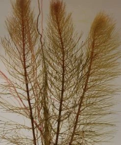 Roots Plants Red Stem Parrot's Feather| Oxygenating