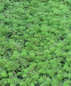 Roots Plants Red Stem Parrot's Feather| Oxygenating