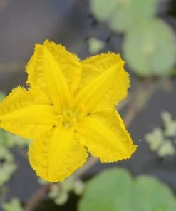 Roots Plants Miniature Pond Collection | 6 X 1L Pots All Pond Plants 12 Roots Plants Miniature Pond Collection | 6 X 1L Pots All Pond Plants