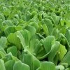 Roots Plants 5 Water Lettuce | Pistia Stratiotes | 9cm Pots