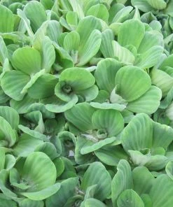 Roots Plants 5 Water Lettuce | Pistia Stratiotes | 9cm Pots