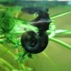 Roots Plants 5 Ramshorn Snails | Planorbis Corn 1 Roots Plants 5 Ramshorn Snails | Planorbis Corn