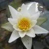 Roots Plants White Dwarf Water Lily | Nymphaea Pygmaea Alba