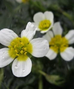 Roots Plants Miniature Pond Collection | 6 X 1L Pots All Pond Plants 11 Roots Plants Miniature Pond Collection | 6 X 1L Pots All Pond Plants