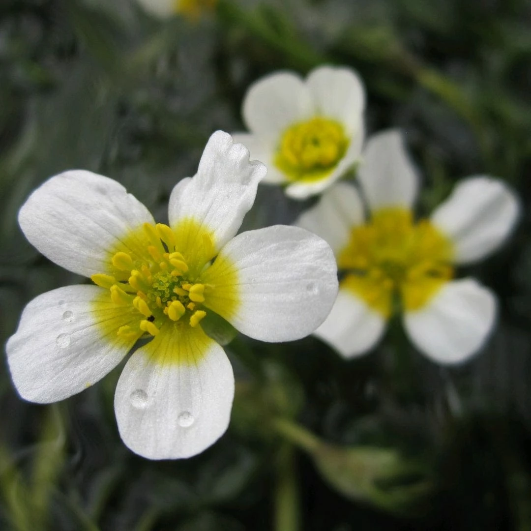 Roots Plants Miniature Pond Collection | 6 X 1L Pots All Pond Plants 6 Roots Plants Miniature Pond Collection | 6 X 1L Pots All Pond Plants