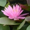 Roots Plants Large Pink Water Lily | Nymphaea Rose Arey 1 Roots Plants Large Pink Water Lily | Nymphaea Rose Arey