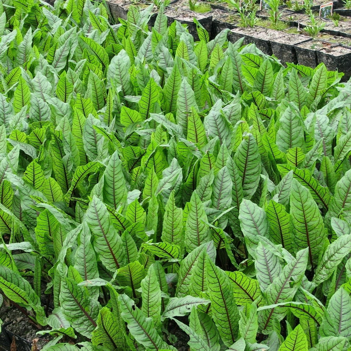 Roots Plants Bloodwort Wood Dock | Rumex Sanguineus 3 Roots Plants Bloodwort Wood Dock | Rumex Sanguineus