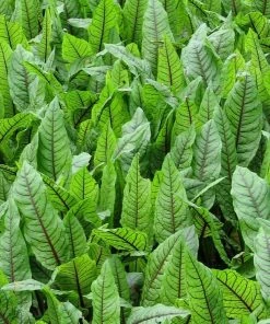 Roots Plants Pond Plants For Wildlife Collection