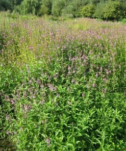 Roots Plants Marsh Woundwort | Stachys Palustris All Pond Plants