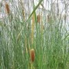 Roots Plants Rushes Medium Bulrush | Typha Gracilis