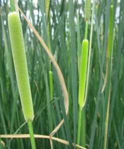 Roots Plants Rushes Medium Bulrush | Typha Gracilis