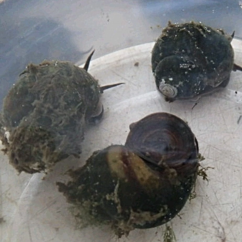 Roots Plants 5 Trapdoor Snails (Viviparus Viviparus) 4 Roots Plants 5 Trapdoor Snails (Viviparus Viviparus)