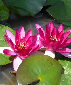 Roots Plants Dwarf Water Lily | Nymphaea Xiafei Trees For Small Gardens