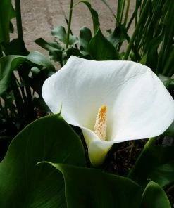 Roots Plants Arum Lily 'Crowborough'