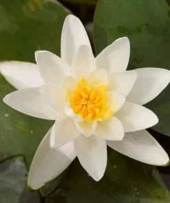 Roots Plants Water Lily | Nymphaea Albatross