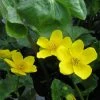 Roots Plants Giant Marsh Marigold | Caltha Palustris Polypetala