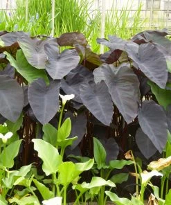 Roots Plants All Pond Plants Colocasia Rubra Black Magic | Elephant Ear Plant