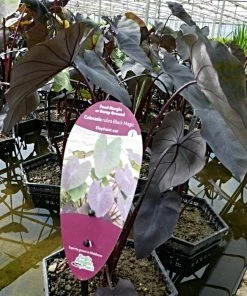 Roots Plants All Pond Plants Colocasia Rubra Black Magic | Elephant Ear Plant