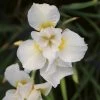Roots Plants Iris Sibirica 'Snow Queen'