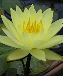 Roots Plants Water Lily | Nymphaea Lemon Mist 6 Roots Plants Water Lily | Nymphaea Lemon Mist