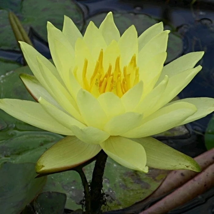 Roots Plants Water Lily | Nymphaea Lemon Mist 4 Roots Plants Water Lily | Nymphaea Lemon Mist